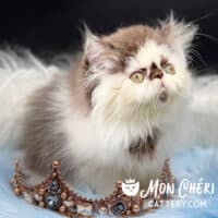 Chocolate Smoke Bicolor Exotic Longhair Kitten For Sale