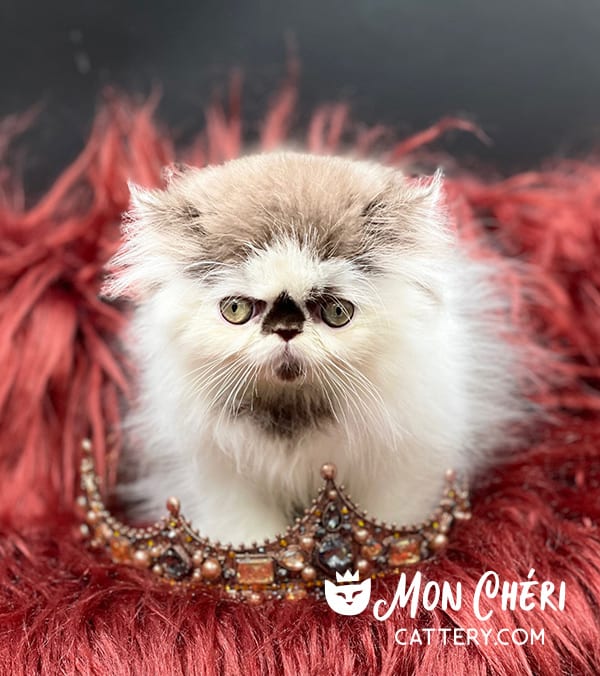 Chocolate Smoke Bicolor Exotic Longhair Kitten For Sale
