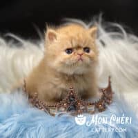 Red Tabby Bicolor Exotic Longhair Kitten For Sale