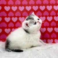 Black Patch Tabby Van Exotic Shorthair Kitten For Sale