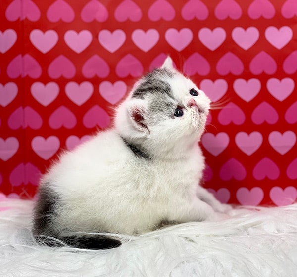 Black Patch Tabby Van Exotic Shorthair Kitten For Sale