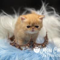 Male Red Tabby Exotic Shorthair Kitten For Sale