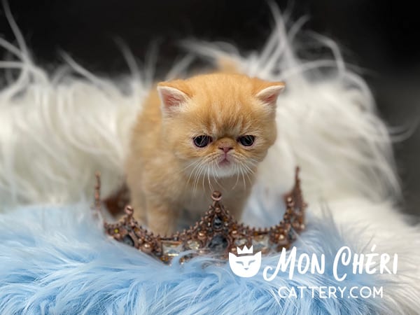 Red Exotic Shorthair Kittens For Sale | Mon Chéri Cattery