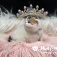 Brown Patch Tabby Van Exotic Shorthair Kitten For Sale