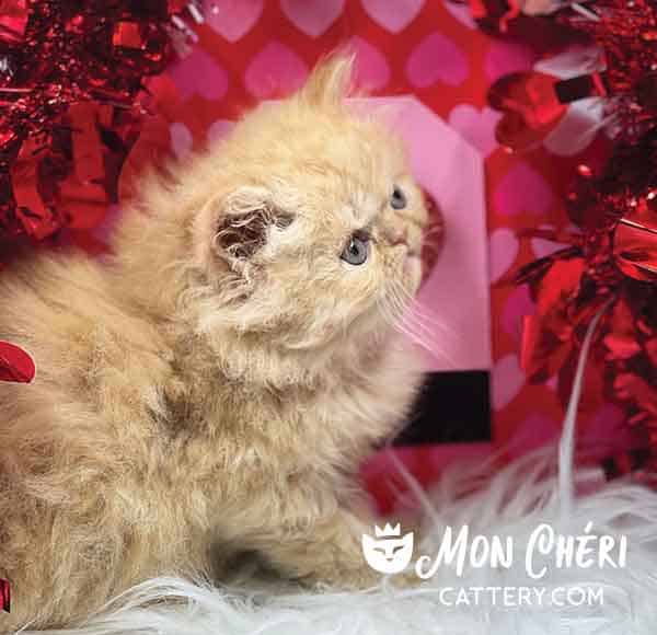 Red Tabby Bicolor Exotic Longhair Kitten For Sale