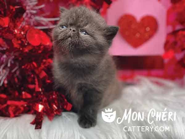 Chocolate Exotic Shorthair Kitten For Sale