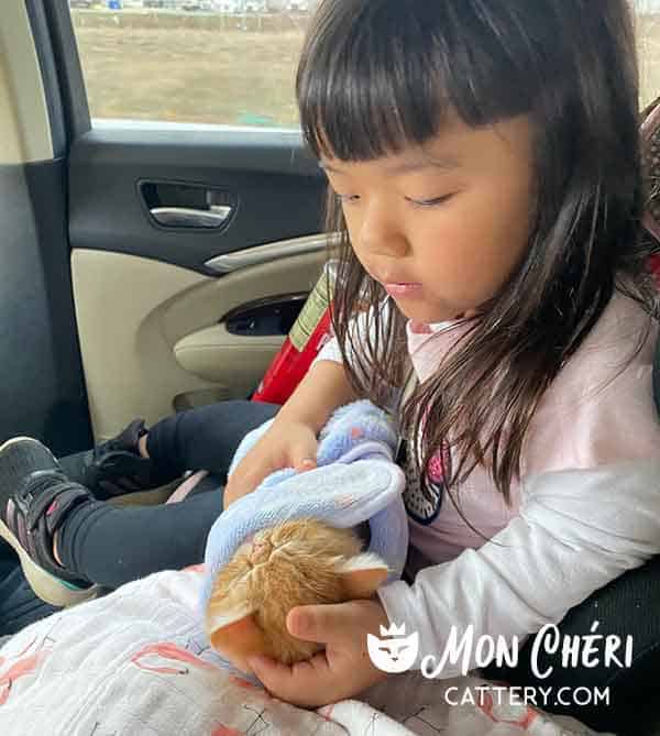 The Cruise family enjoys their new little Red Tabby Exotic Shorthair kitten in Olathe, Kansas.