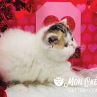 Brown Patch Tabby Exotic Shorthair Kitten For Sale