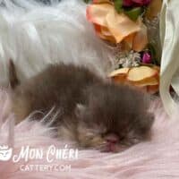 Tortoiseshell Exotic Shorthair Kitten For Sale