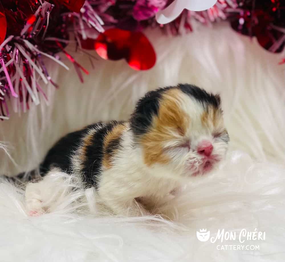 Calico Exotic Shorthair Kitten For Sale