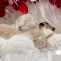 Calico Van and Cream Bicolor Exotic Shorthair Kittens
