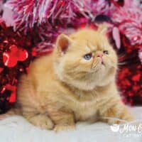Solid Red Exotic Shorthair Kitten