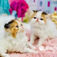 Calico Exotic Longhair Kitten For Sale