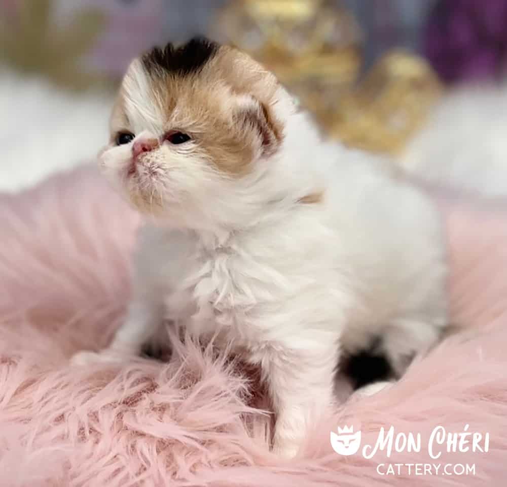 Calico Exotic Longhair Kitten For Sale