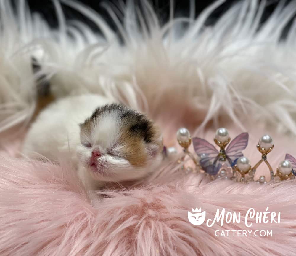 Calico Exotic Longhair Kitten For Sale