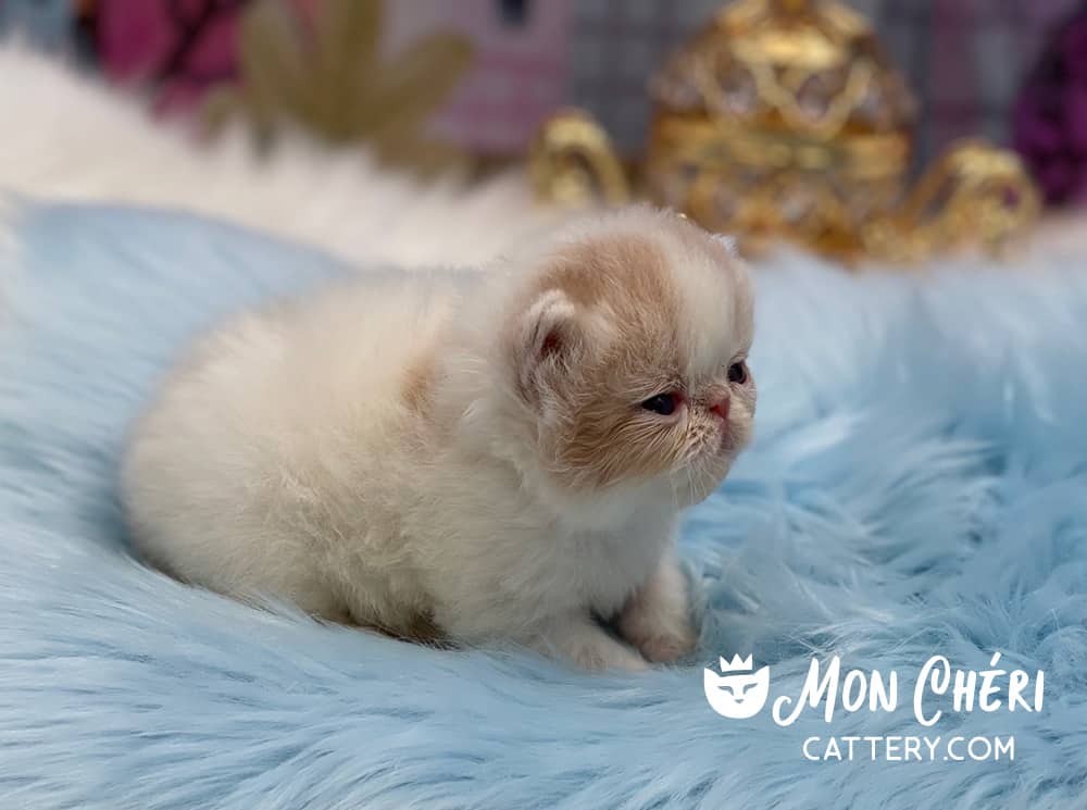 Cream Bicolor Exotic Shorthair Kitten For Sale