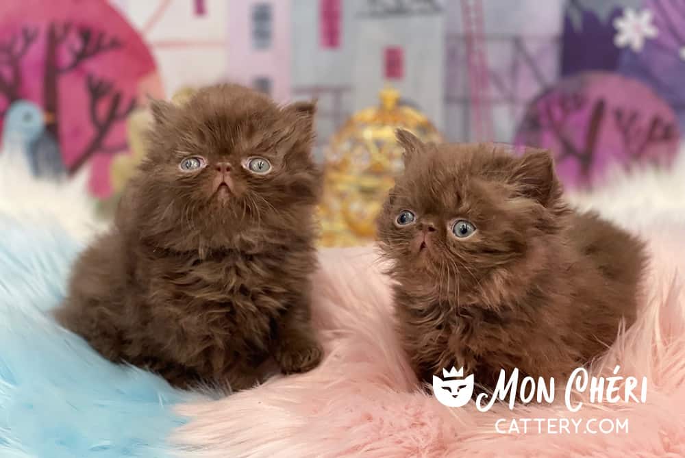 Solid Chocolate Exotic Longhair Kittens