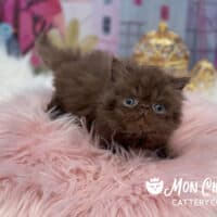 Chocolate Exotic Longhair Kitten