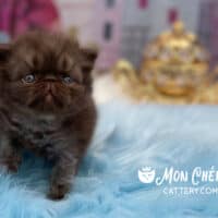 Chocolate Smoke Exotic Shorthair Kitten For Sale