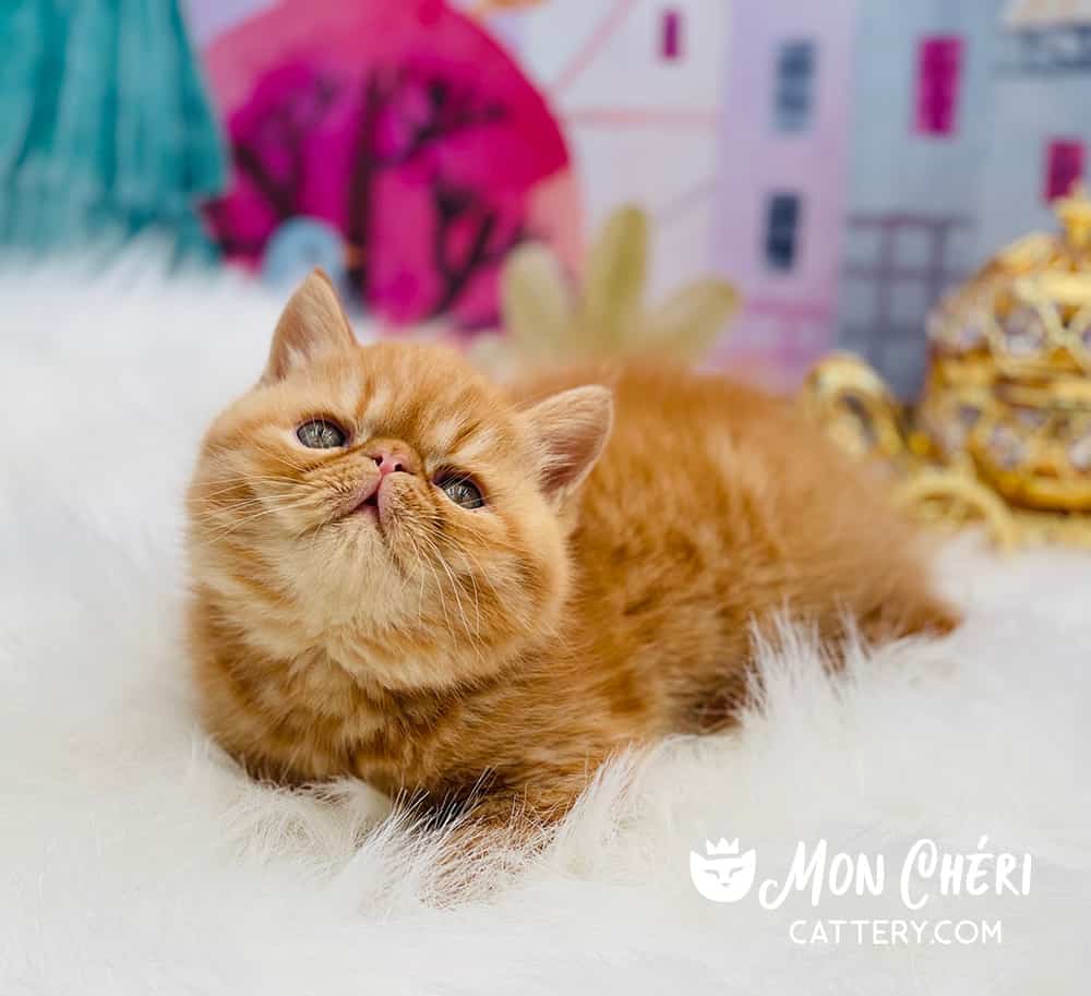 Solid Red Tabby Exotic Shorthair Kitten For Sale