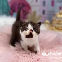 Chocolate Bicolor Exotic Shorthair Kitten For Sale
