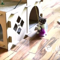 Amadeus Chocolate Bicolor Exotic Shorthair Kitten Playing