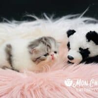 Black Bicolor Tabby Exotic Shorthair Kitten