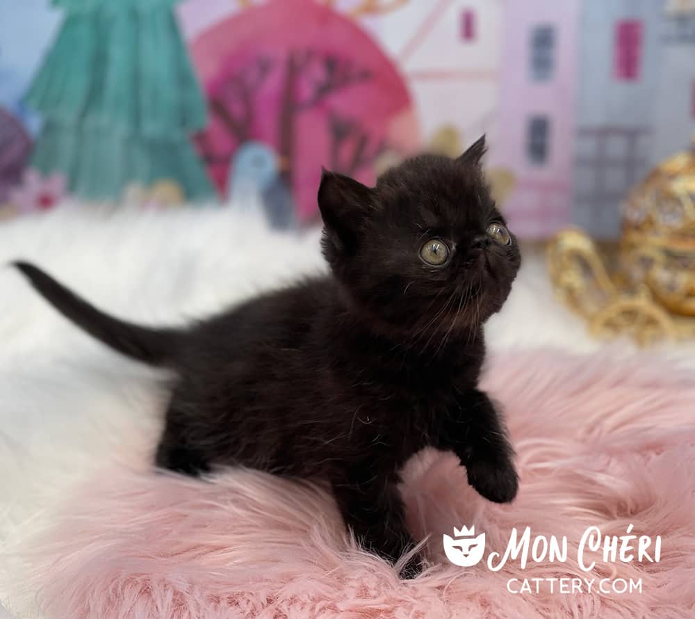 Solid Black Exotic Shorthair Kitten For Sale