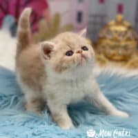 Cream Exotic Shorthair Kitten For Sale