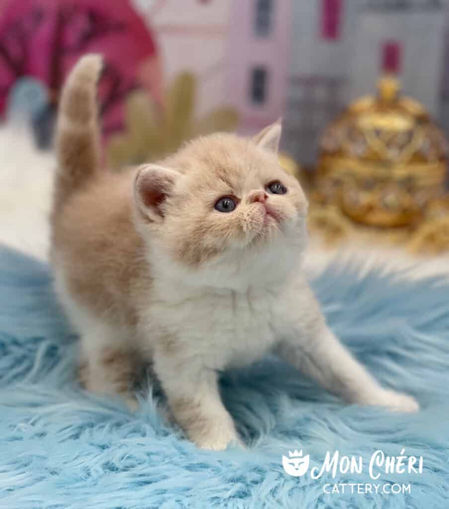 Cream Exotic Shorthair Kitten For Sale