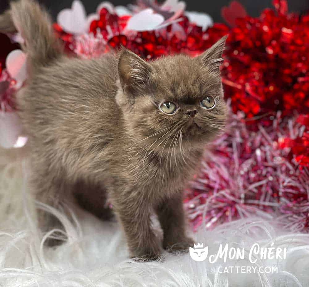 Solid Chocolate Exotic Shorthair Kitten For Sale