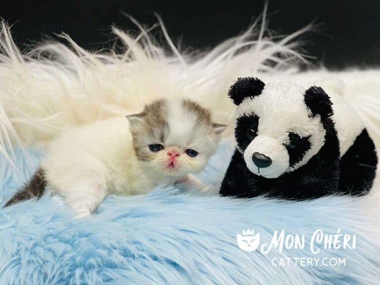 Black Bicolor Exotic Longhair Kitten For Sale