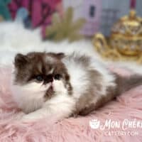 Chocolate Bicolor Exotic Longhair Kitten For Sale