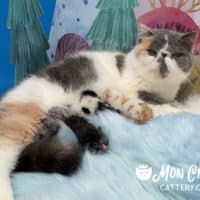 Newborn Exotic Shorthair Kittens Available For Sale