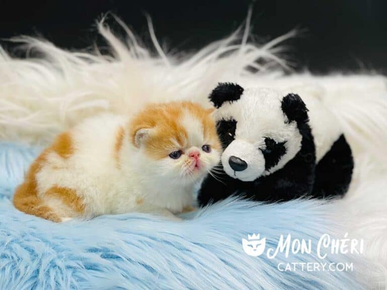 Red Bicolor Exotic Longhair Kitten For Sale