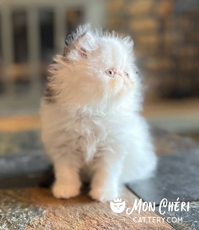 Black Bicolor Van Exotic Longhair Kitten For Sale