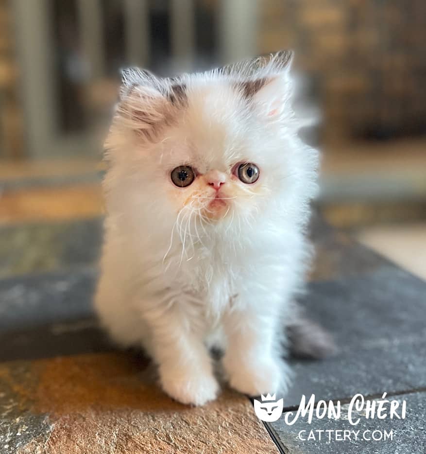 Black Bicolor Van Exotic Longhair Kitten For Sale