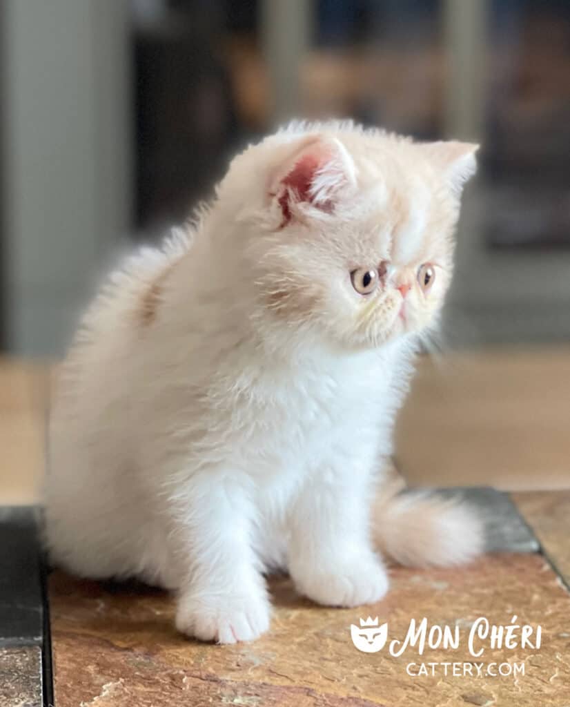 Cream Bicolor Exotic Shorthair Kitten For Sale