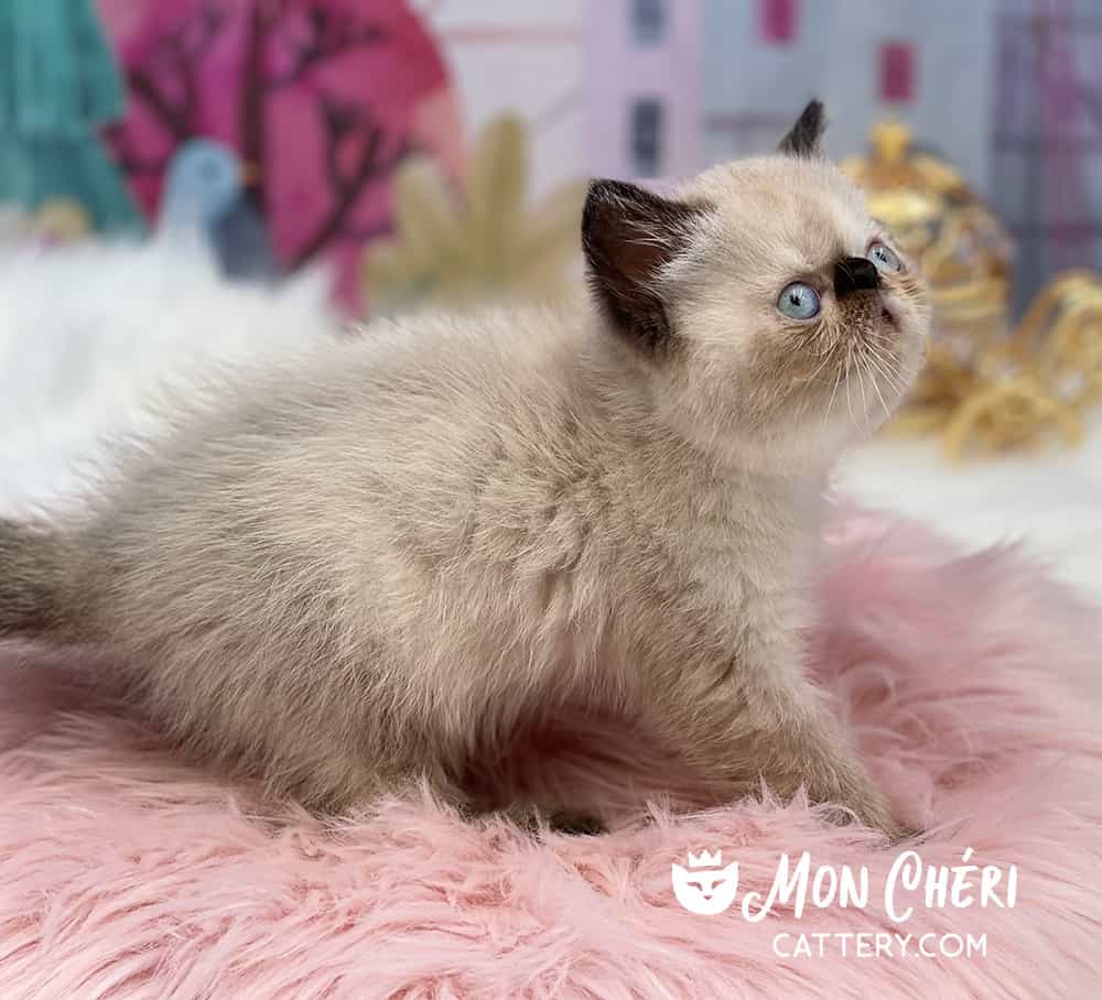 Colorpoint Exotic Shorthair Kitten