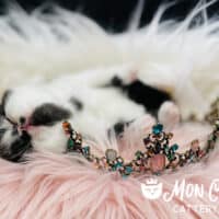 Black Bicolor Exotic Shorthair Kitten For Sale