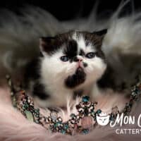 Black Bicolor Exotic Shorthair Kitten For Sale