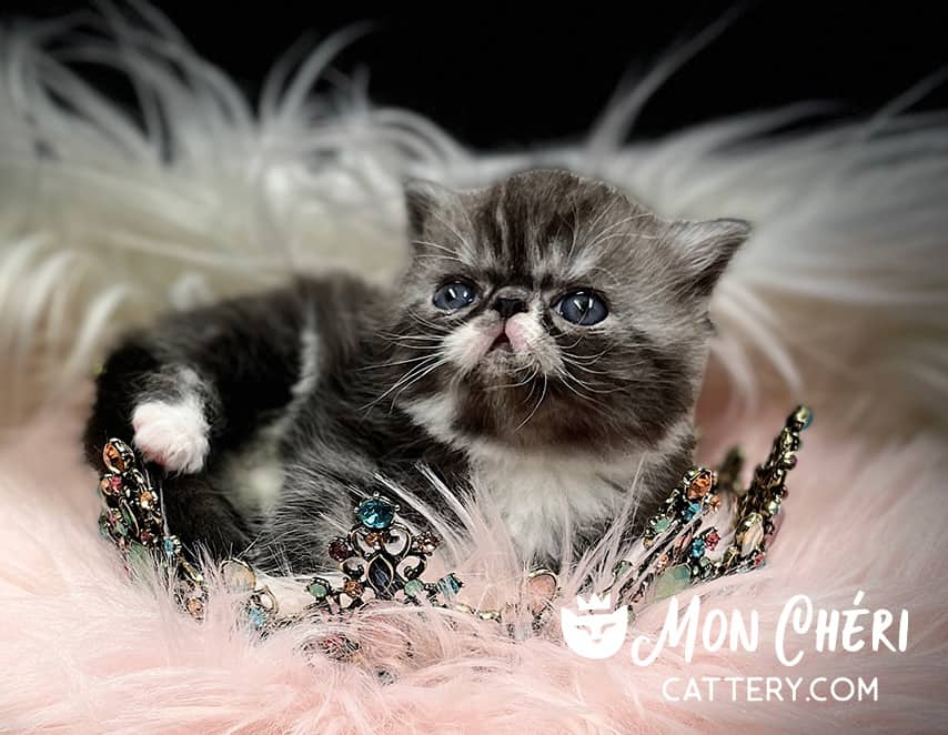 Black Bicolor Tabby Exotic Shorthair Kitten For Sale