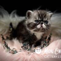 Black Bicolor Tabby Exotic Shorthair Kitten For Sale