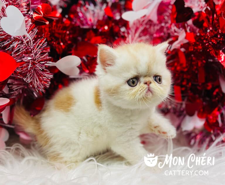 Red Bicolor Van Exotic Shorthair Kitten For Sale