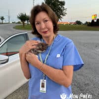 Pam H. From Macon Georgia with Chocolate Bicolor Exotic Longhair Kitten Elizabeth Taylor