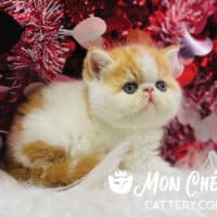 Red Bicolor Van Exotic Longhair Kitten For Sale