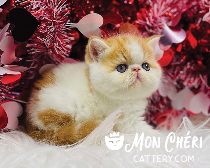 Red Bicolor Van Exotic Longhair Kitten For Sale