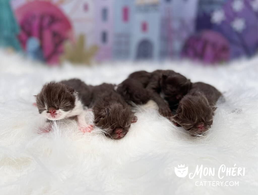 Chocolate Exotic Shorthair and Exotic Longhair Kittens