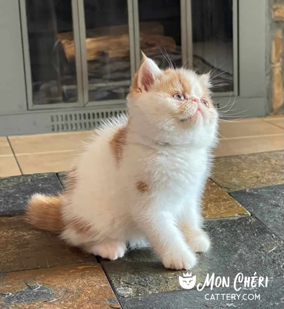 Red Bicolor Van Exotic Longhair Kitten For Sale