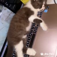 Fonzie Chocolate Bicolor Exotic Shorthair Kitten Loves Technology